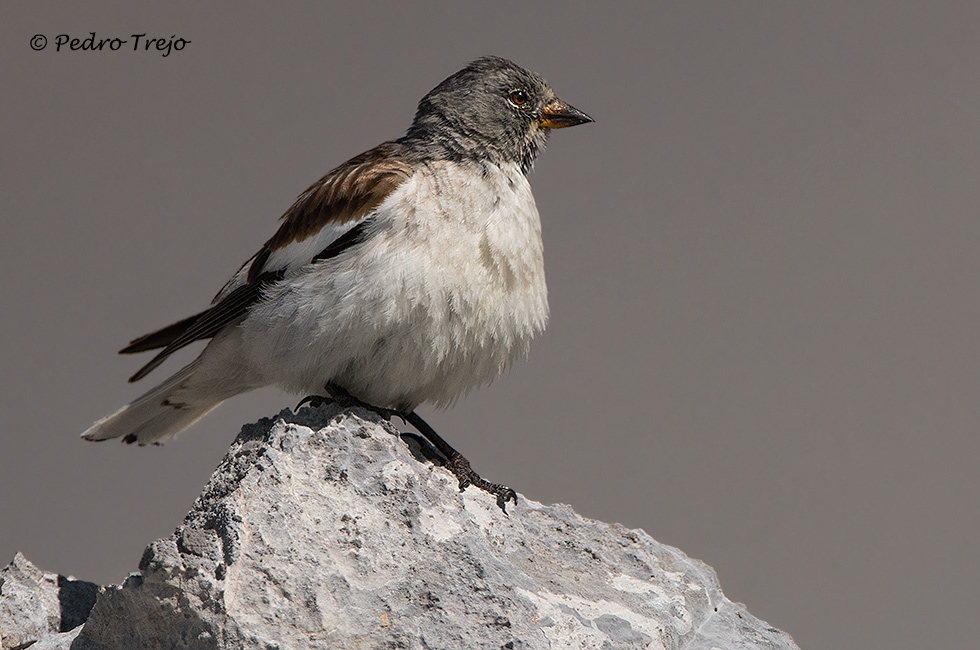 Gorrion alpino (Montifringilla nivalis)